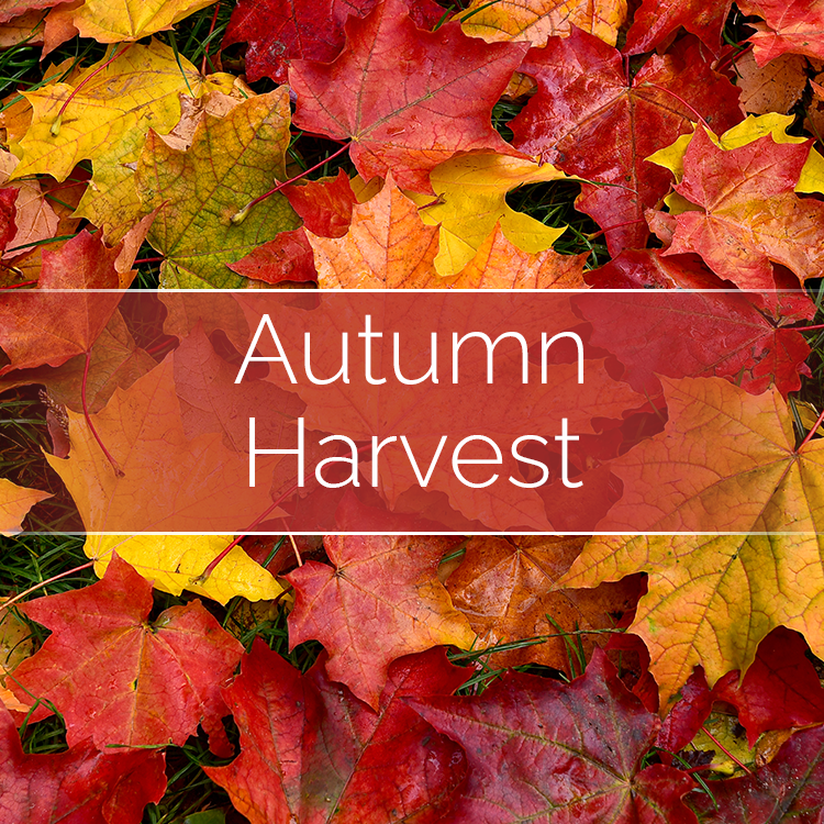 Autumn Harvest - Candle Making Kit