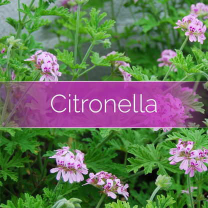 Citronella - Candle-Making Kit