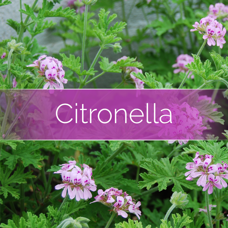 Citronella - Candle-Making Kit + Jar