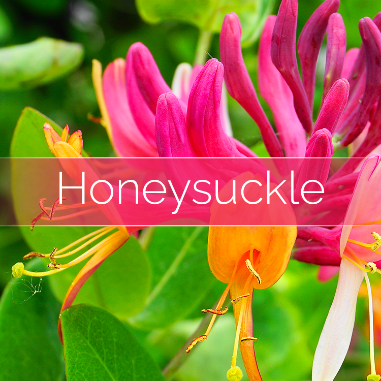 Honeysuckle - Candle-Making Kit + Jar