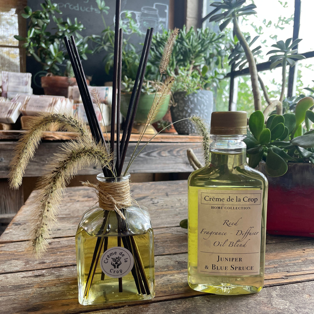 Reed Fragrance - Diffuser, Starter Kit - Juniper & Blue Spruce