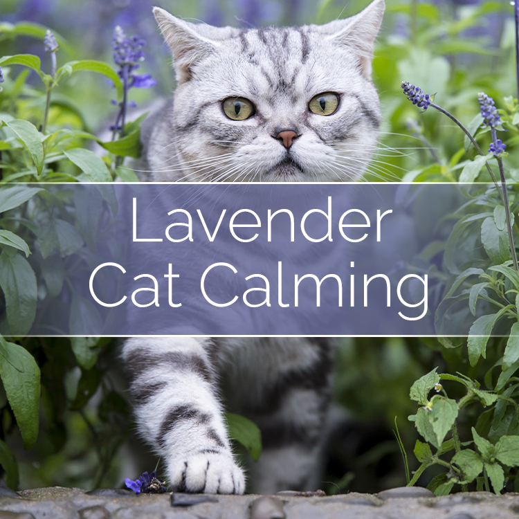 Cat Calming - Candle-Making Kit