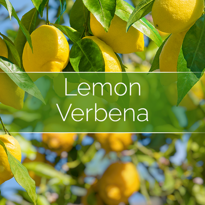 Lemon Verbena - Candle-Making Kit