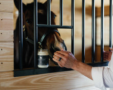 Horse Husband