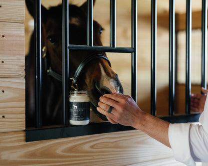 Horse Husband